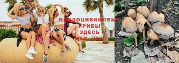 стаф Алзамай